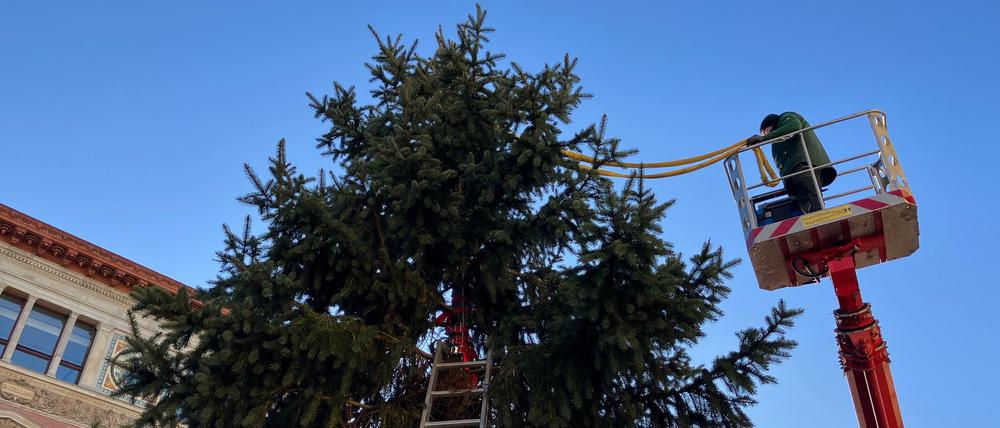 Der Baum wurde am Samstagmorgen abtransportiert.