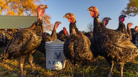 Puten auf einer Farm in Dundee im US-Bundesstaat Illinois (Symbolbild).