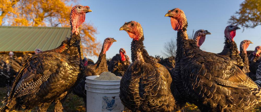 Puten auf einer Farm in Dundee im US-Bundesstaat Illinois (Symbolbild).