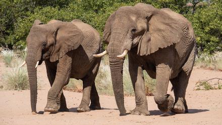 Namibia möchte gerne Elfenbein aus Lagerbeständen verkaufen. (Archivbild)