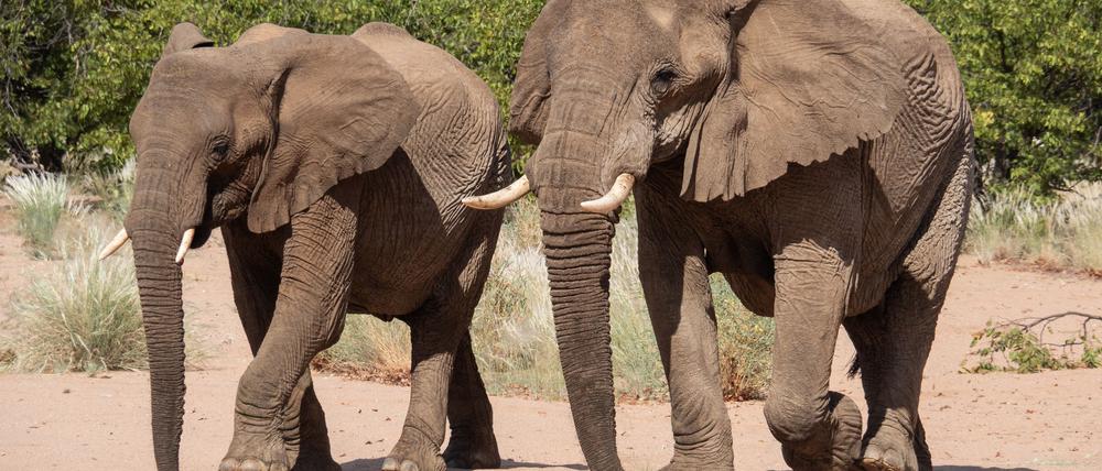 Namibia möchte gerne Elfenbein aus Lagerbeständen verkaufen. (Archivbild)