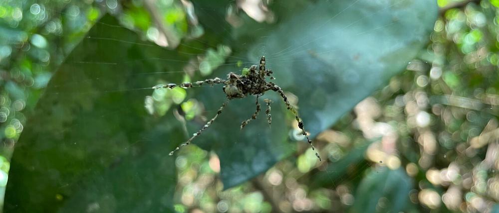 Aus verschiedenen Materialien zusammengebaute Fake-Spinne im Netz der Art Cyclosa longicauda in Peru. 