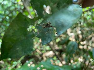 Aus verschiedenen Materialien zusammengebaute Fake-Spinne im Netz der Art Cyclosa longicauda in Peru. 