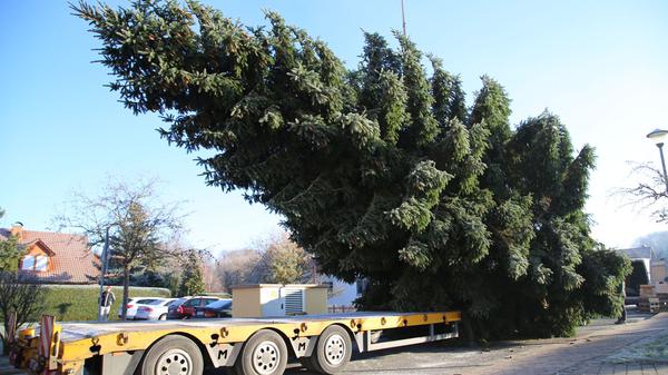 23.11.2025, Thüringen, Sömmerda: Der Weihnachtsbaum für das Brandenburger Tor wird nach der Fällung auf einen LKW verladen. Foto: Tobias Junghannß/dpa +++ dpa-Bildfunk +++