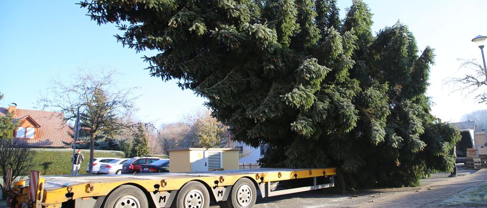 23.11.2025, Thüringen, Sömmerda: Der Weihnachtsbaum für das Brandenburger Tor wird nach der Fällung auf einen LKW verladen. Foto: Tobias Junghannß/dpa +++ dpa-Bildfunk +++