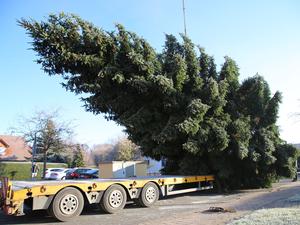 23.11.2025, Thüringen, Sömmerda: Der Weihnachtsbaum für das Brandenburger Tor wird nach der Fällung auf einen LKW verladen. Foto: Tobias Junghannß/dpa +++ dpa-Bildfunk +++
