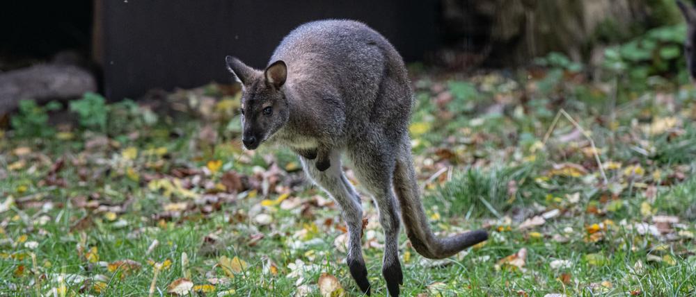 Sie sind gute Springer - die Kängurus. Eines von ihnen ist hier - im Herbst 2024 - im Tierpark in Luckenwalde zu sehen. (Archivbild)