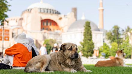 Straßenhunde in Istanbul sollen künftig nicht mehr gefüttert werden dürfen. (Archivbild)