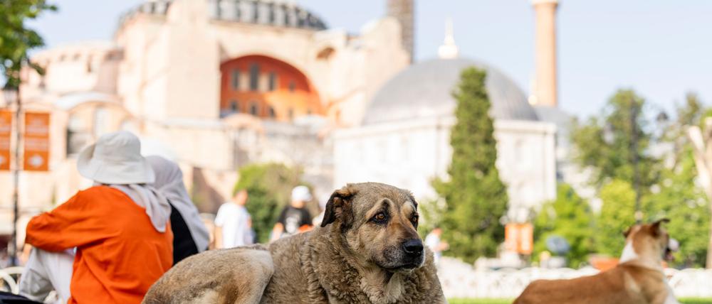 Straßenhunde in Istanbul sollen künftig nicht mehr gefüttert werden dürfen. (Archivbild)