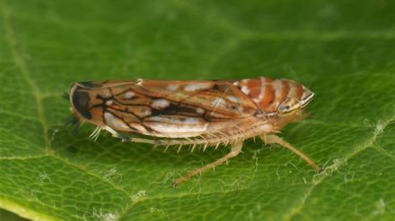 Die Amerikanische Rebzikade überträgt die Krankheit.