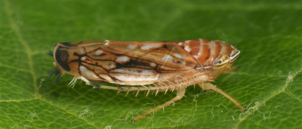 Die Amerikanische Rebzikade überträgt die Krankheit.