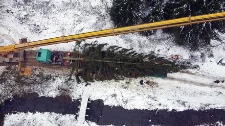Die Fichte aus dem Oberharz soll am Dienstag am Bundestag aufgestellt werden.
