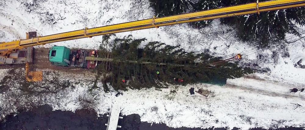 Die Fichte aus dem Oberharz soll am Dienstag am Bundestag aufgestellt werden.