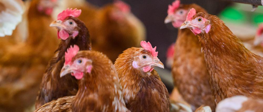 Hühner stehen in einem Stall eines Betriebes.