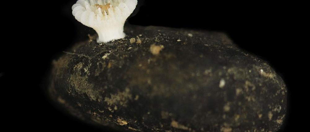 Forscher haben die bislang unbekannte Korallenart in der Tiefsee entdeckt.