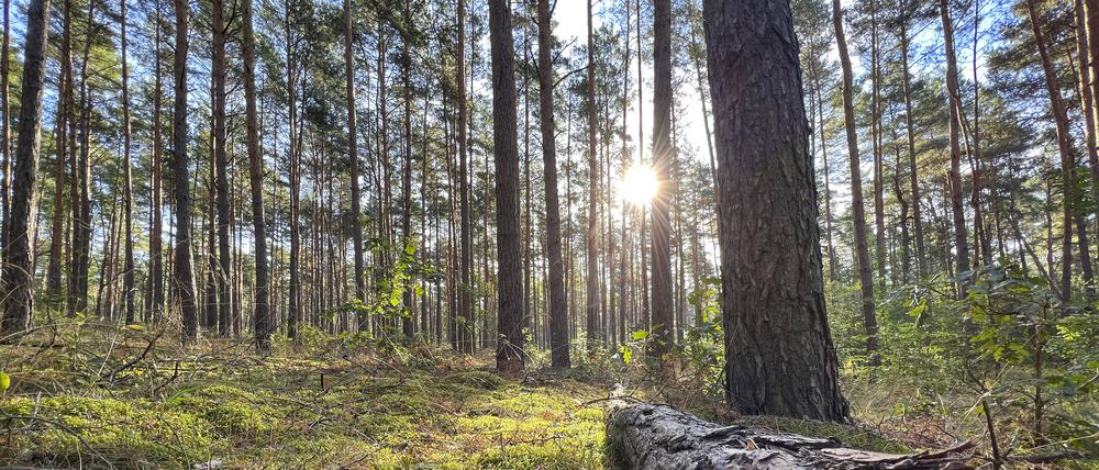 Ein Kiefernwald im Berliner Umland.