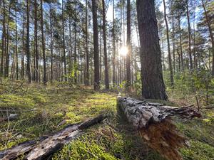 Ein Kiefernwald im Berliner Umland.