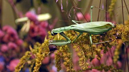 Gottesanbeterin (Klaer)Das besondere Exponat im Potsdamer Naturkundemuseum, die Gottesanbeterin (Mantis religiosa) ist das Insekt des Jahres 2017