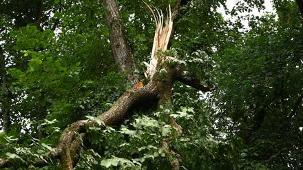 Schwere Stürme hatten im Sommer in den Berliner Wäldern schwere Schäden verursacht. (Archivbild)