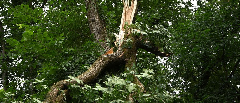 Schwere Stürme hatten im Sommer in den Berliner Wäldern schwere Schäden verursacht. (Archivbild)