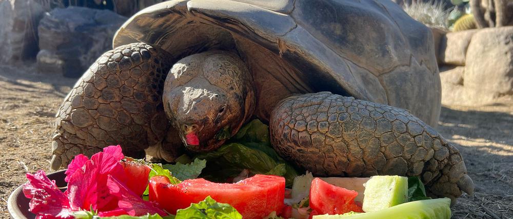 Gramma wurde sehr alt.