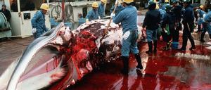 Jagd auf Meeresriesen