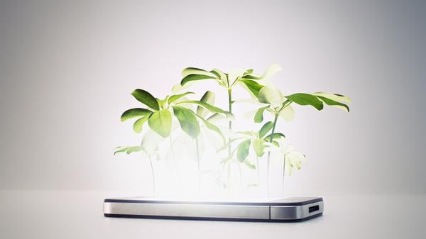 Pflanzen wachsen an den erstaunlichsten Stellen.