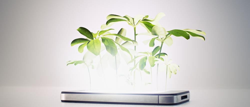 Pflanzen wachsen an den erstaunlichsten Stellen.