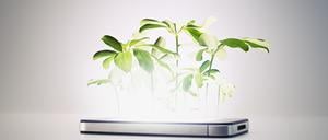 Pflanzen wachsen an den erstaunlichsten Stellen.