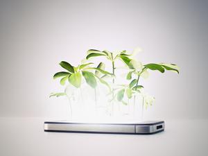 Pflanzen wachsen an den erstaunlichsten Stellen.