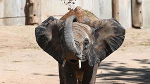 Die fünf Elefanten sollen bereits Anfang 2026 ihren Umzug antreten. (Archivbild)