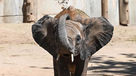Die fünf Elefanten sollen bereits Anfang 2026 ihren Umzug antreten. (Archivbild)
