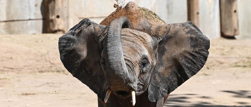 Die fünf Elefanten sollen bereits Anfang 2026 ihren Umzug antreten. (Archivbild)