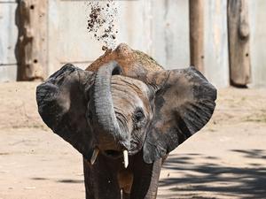 Die fünf Elefanten sollen bereits Anfang 2026 ihren Umzug antreten. (Archivbild)