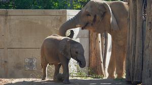 Bald wieder eine Berliner Familie: Elefantenkuh Pori und ihr Enkel Simon ziehen 2026 in den Tierpark in Lichtenberg. Fotocredit: Dennis Müller/Zoo Halle