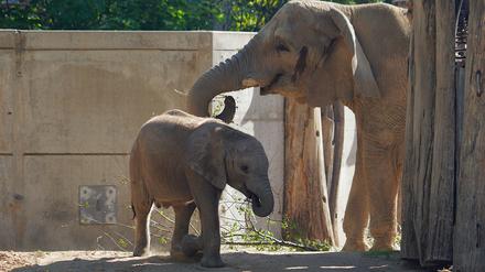 Bald wieder eine Berliner Familie: Elefantenkuh Pori und ihr Enkel Simon ziehen 2026 in den Tierpark in Lichtenberg. Fotocredit: Dennis Müller/Zoo Halle