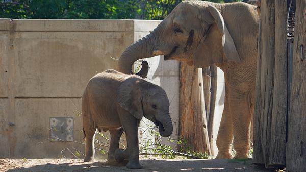 Bald wieder eine Berliner Familie: Elefantenkuh Pori und ihr Enkel Simon ziehen 2026 in den Tierpark in Lichtenberg. Fotocredit: Dennis Müller/Zoo Halle