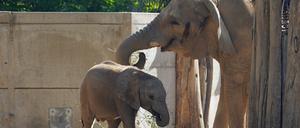 Bald wieder eine Berliner Familie: Elefantenkuh Pori und ihr Enkel Simon ziehen 2026 in den Tierpark in Lichtenberg. Fotocredit: Dennis Müller/Zoo Halle