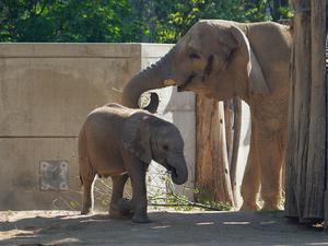 Bald wieder eine Berliner Familie: Elefantenkuh Pori und ihr Enkel Simon ziehen 2026 in den Tierpark in Lichtenberg. Fotocredit: Dennis Müller/Zoo Halle