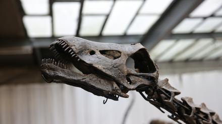 Ein Sauropoden-Kopf.