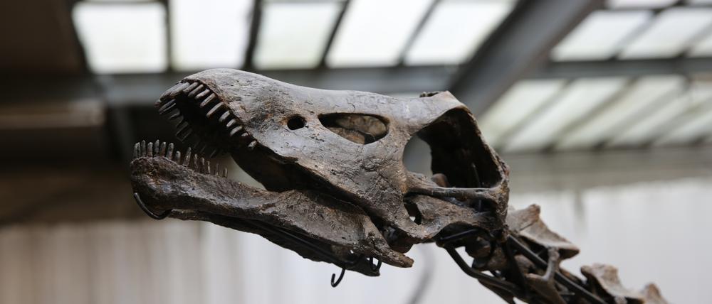 Ein Sauropoden-Kopf.