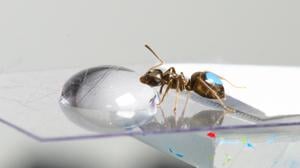 Ameisen in der Forschung