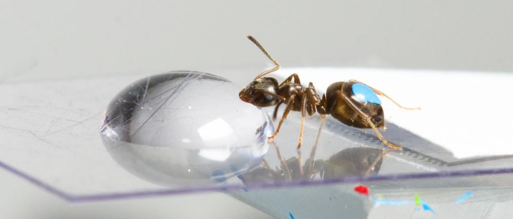 Ameisen in der Forschung