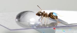 Ameisen in der Forschung