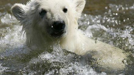 Knut
