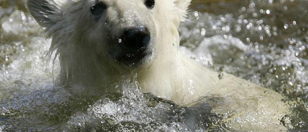 Knut