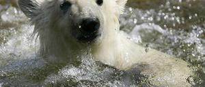 Knut