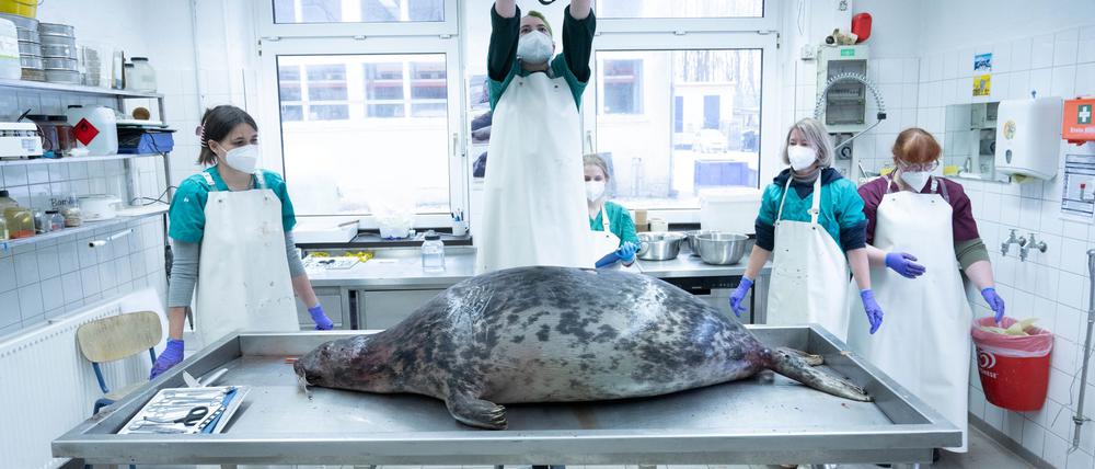 Das Robbensterben im vergangenen Herbst gibt weiter Rätsel auf. (Archivbild)