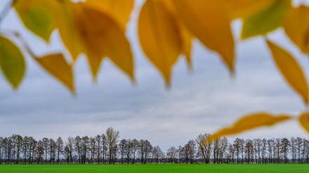 Nach dem Wintereinbruch werden die Temperaturen zum Wochenende hin wieder milder. (Archivfoto)