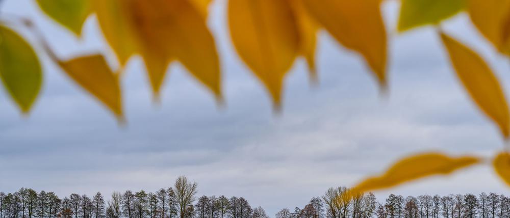 Nach dem Wintereinbruch werden die Temperaturen zum Wochenende hin wieder milder. (Archivfoto)